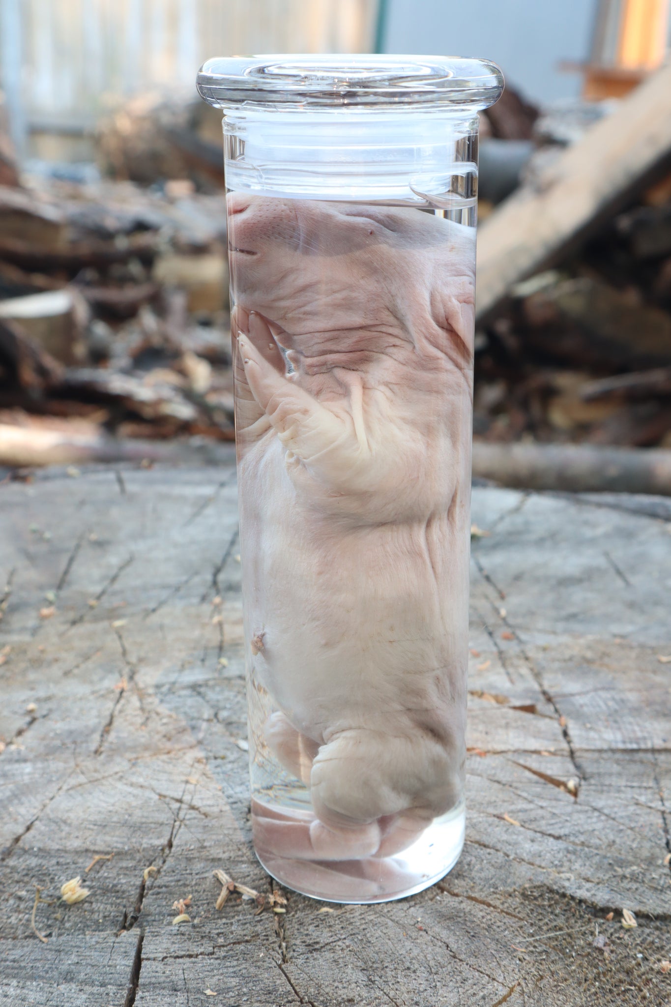 Baby Rabbit Wet Specimen