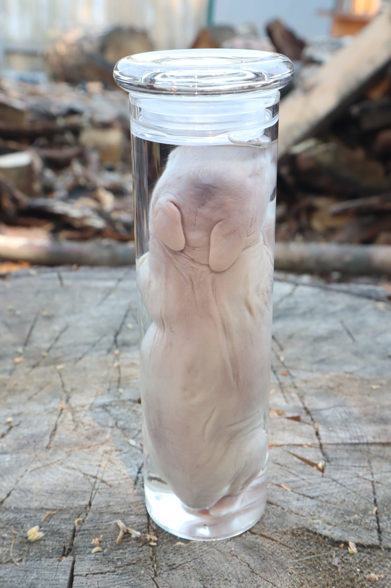 Baby Rabbit Wet Specimen