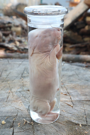 Baby Rabbit Wet Specimen