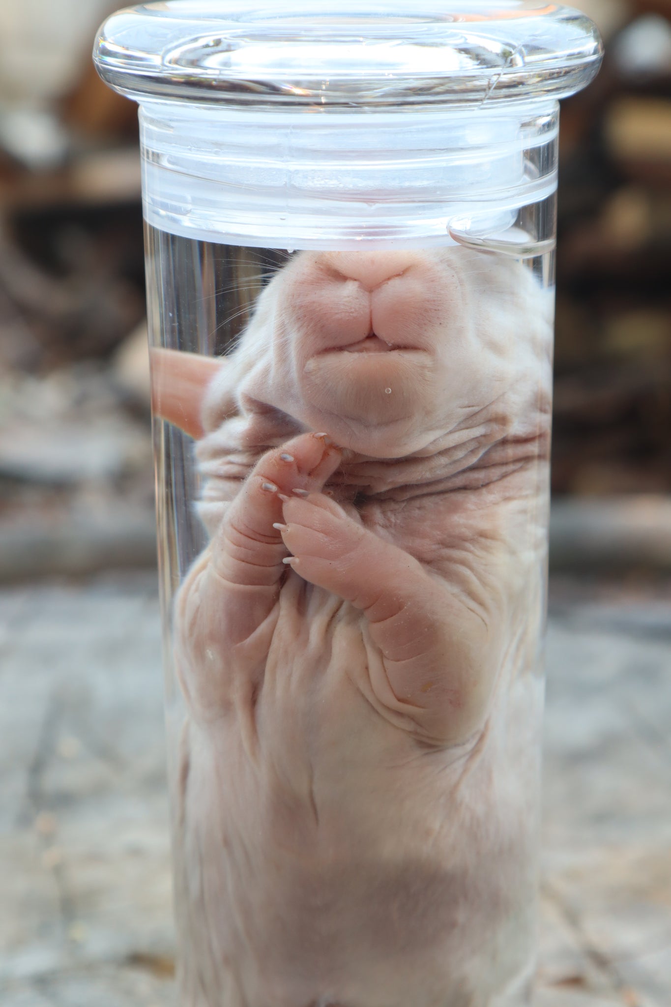 Make Rabbit Specimen Baby Rabbit Wet Specimen – Freyja's Forest