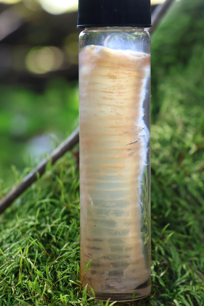 Diaphonized Black Cat Trachea
