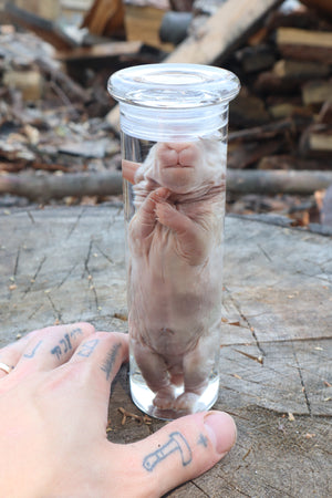 Baby Rabbit Wet Specimen