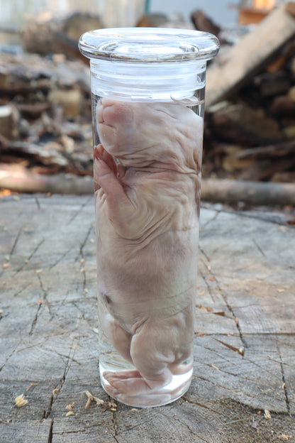 Baby Rabbit Wet Specimen