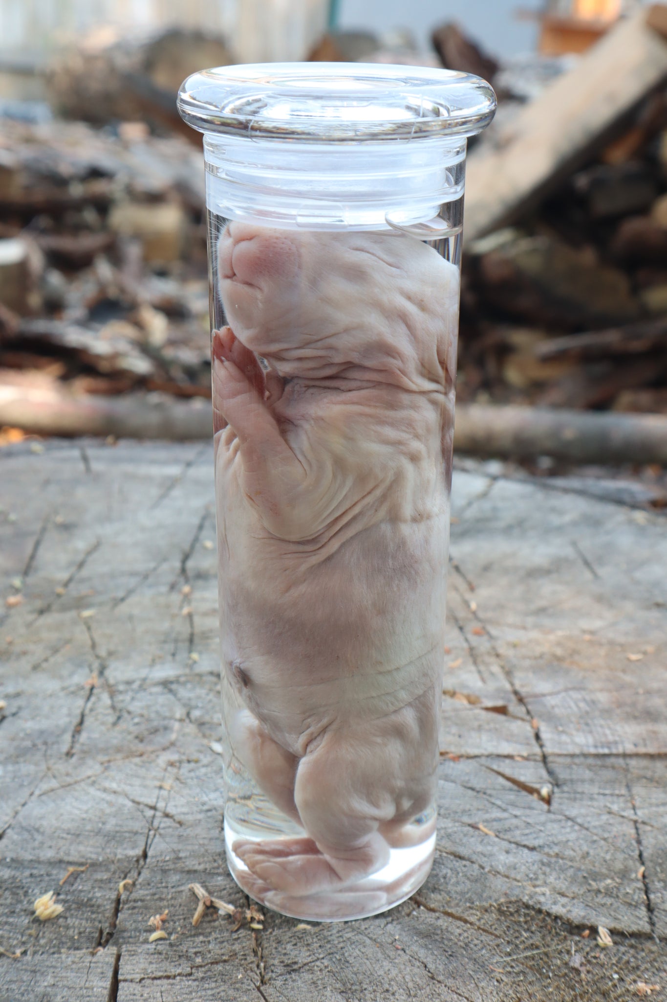 Make Rabbit Specimen Baby Rabbit Wet Specimen – Freyja's Forest
