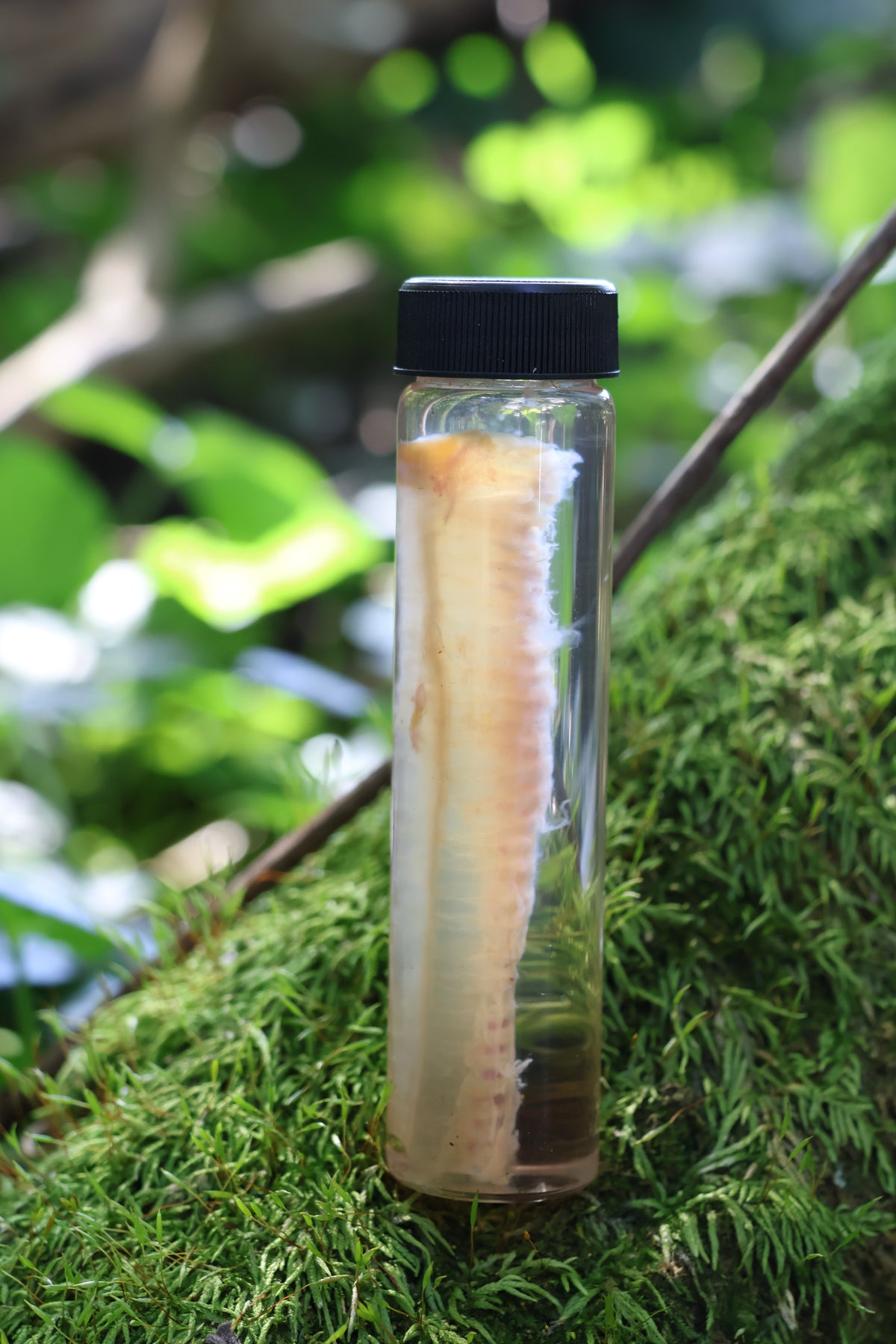 Diaphonized Black Cat Trachea