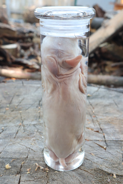 Baby Rabbit Wet Specimen