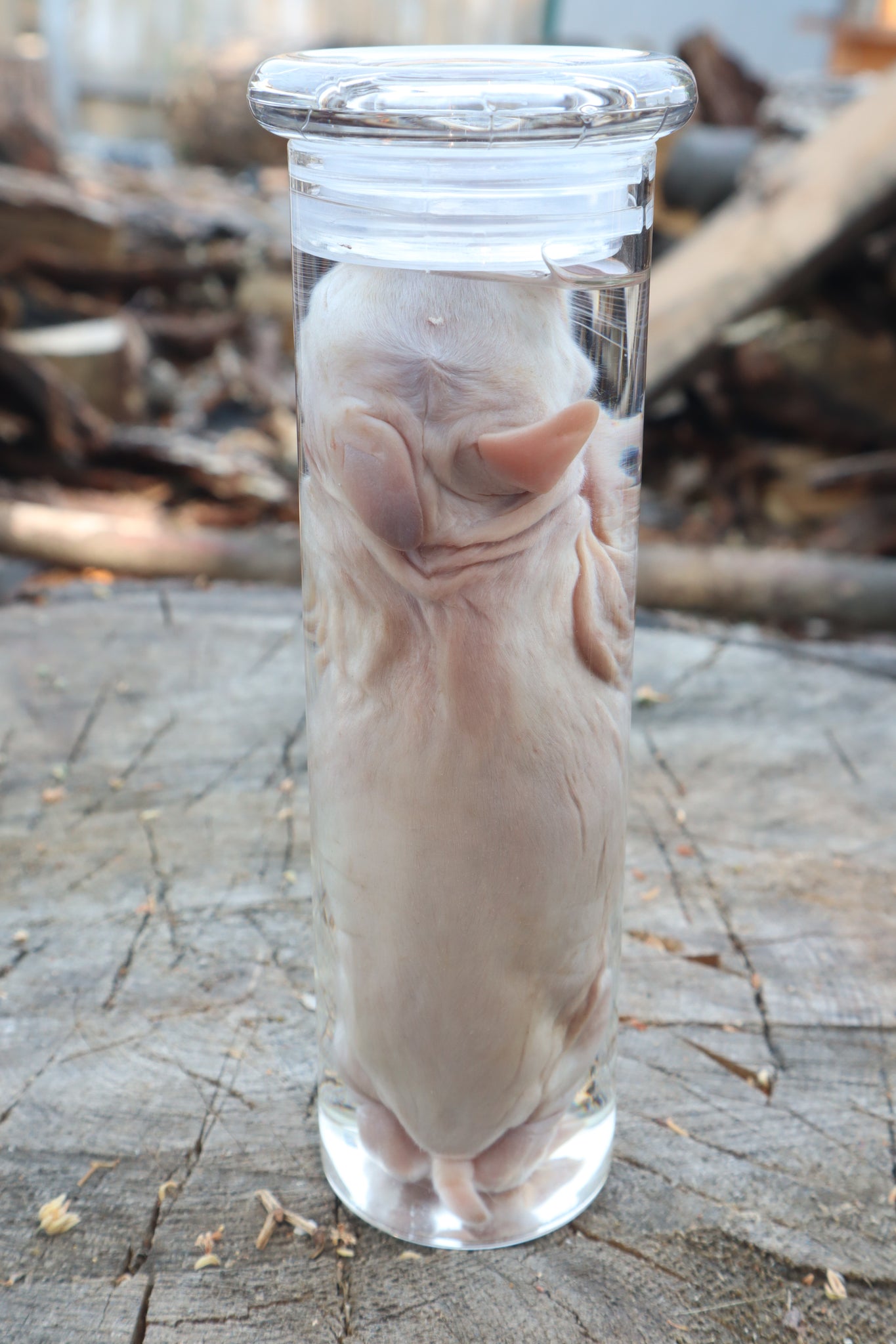 Baby Rabbit Wet Specimen