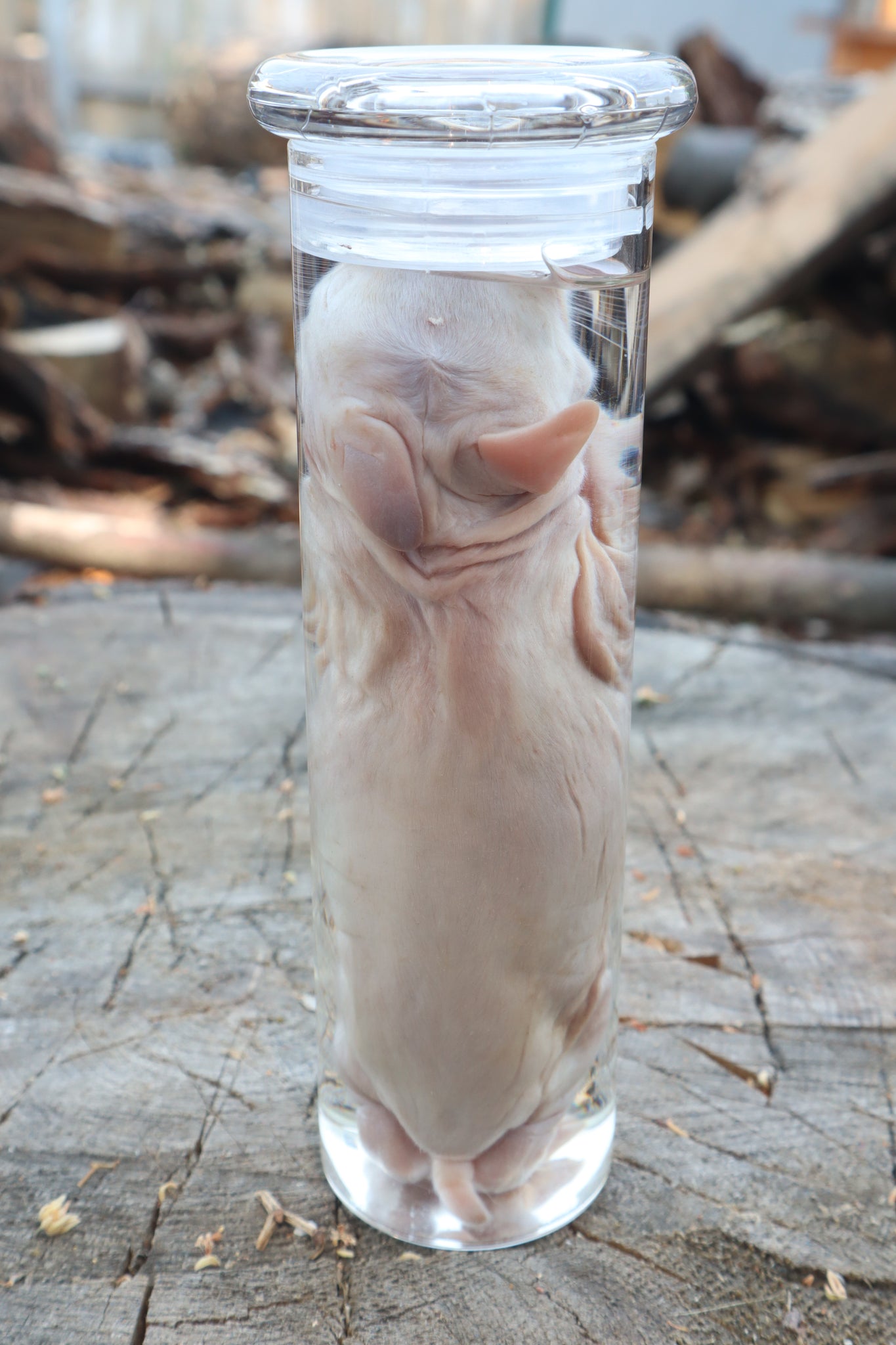 Make Rabbit Specimen Baby Rabbit Wet Specimen – Freyja's Forest