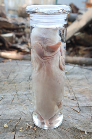 Baby Rabbit Wet Specimen