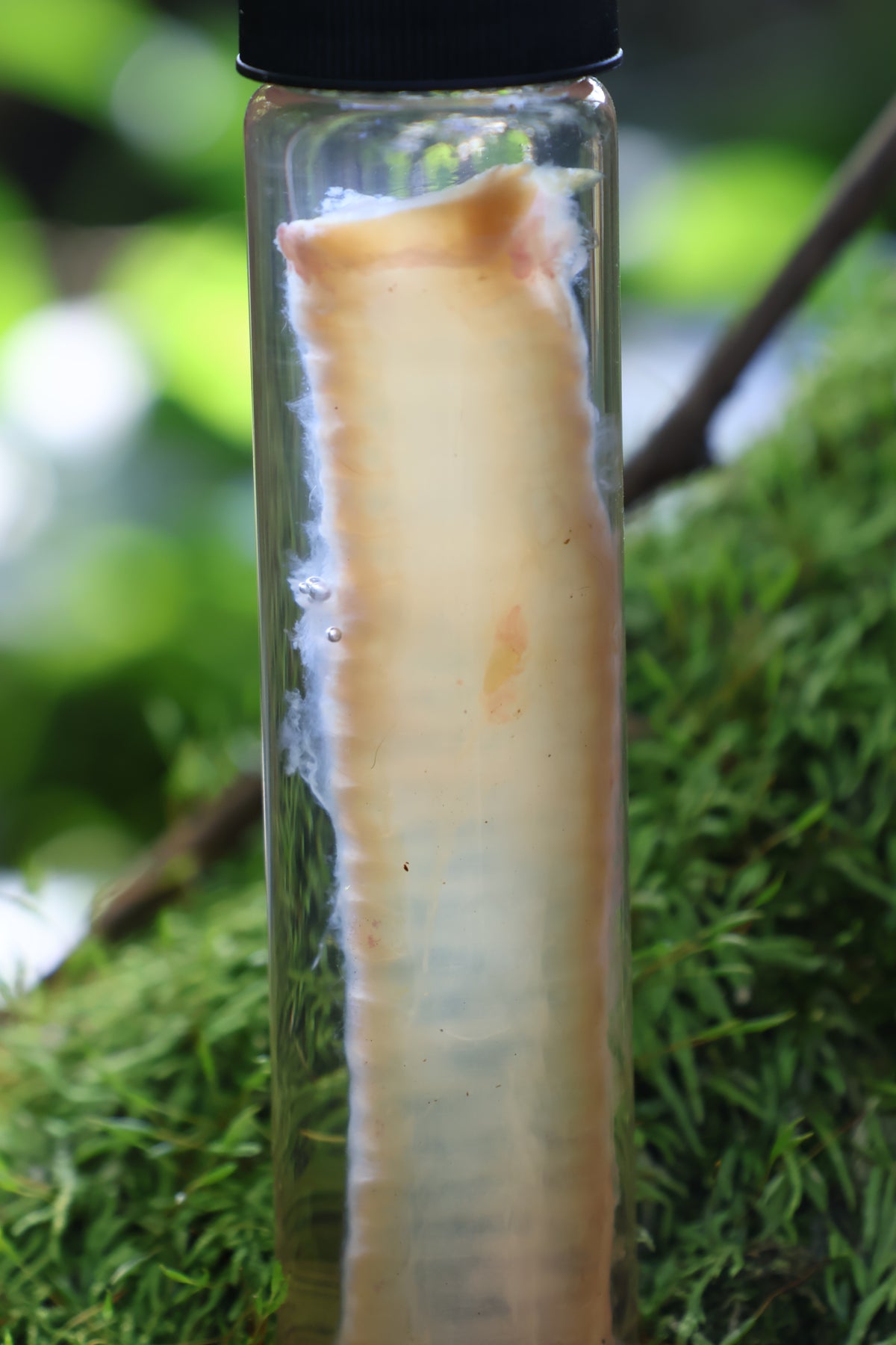 Diaphonized Black Cat Trachea