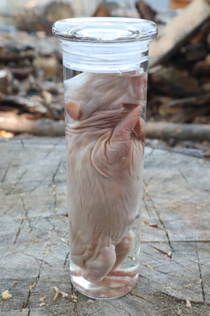 Baby Rabbit Wet Specimen