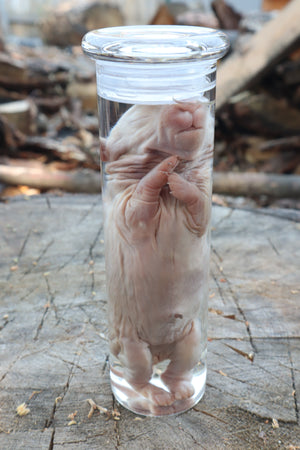 Baby Rabbit Wet Specimen