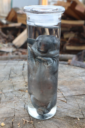 Baby Rabbit Wet Specimen