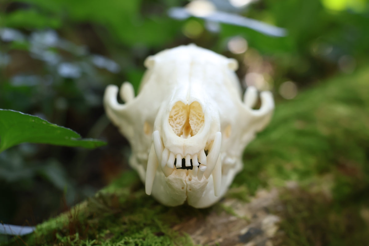 Geriatric Red Fox Skull