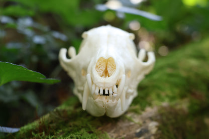 Geriatric Red Fox Skull