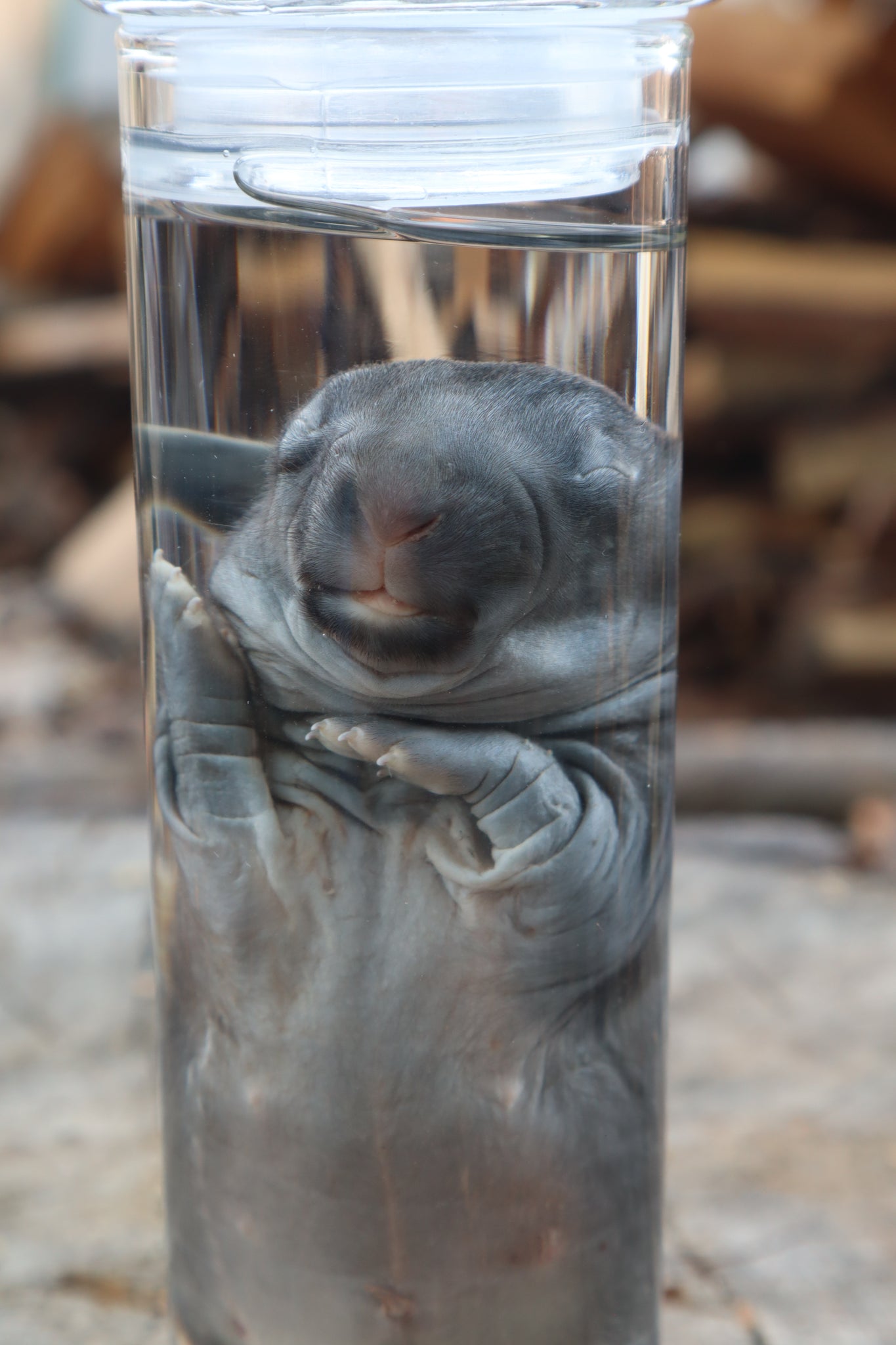 Baby Rabbit Wet Specimen