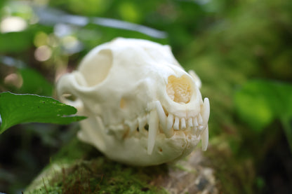 Geriatric Red Fox Skull