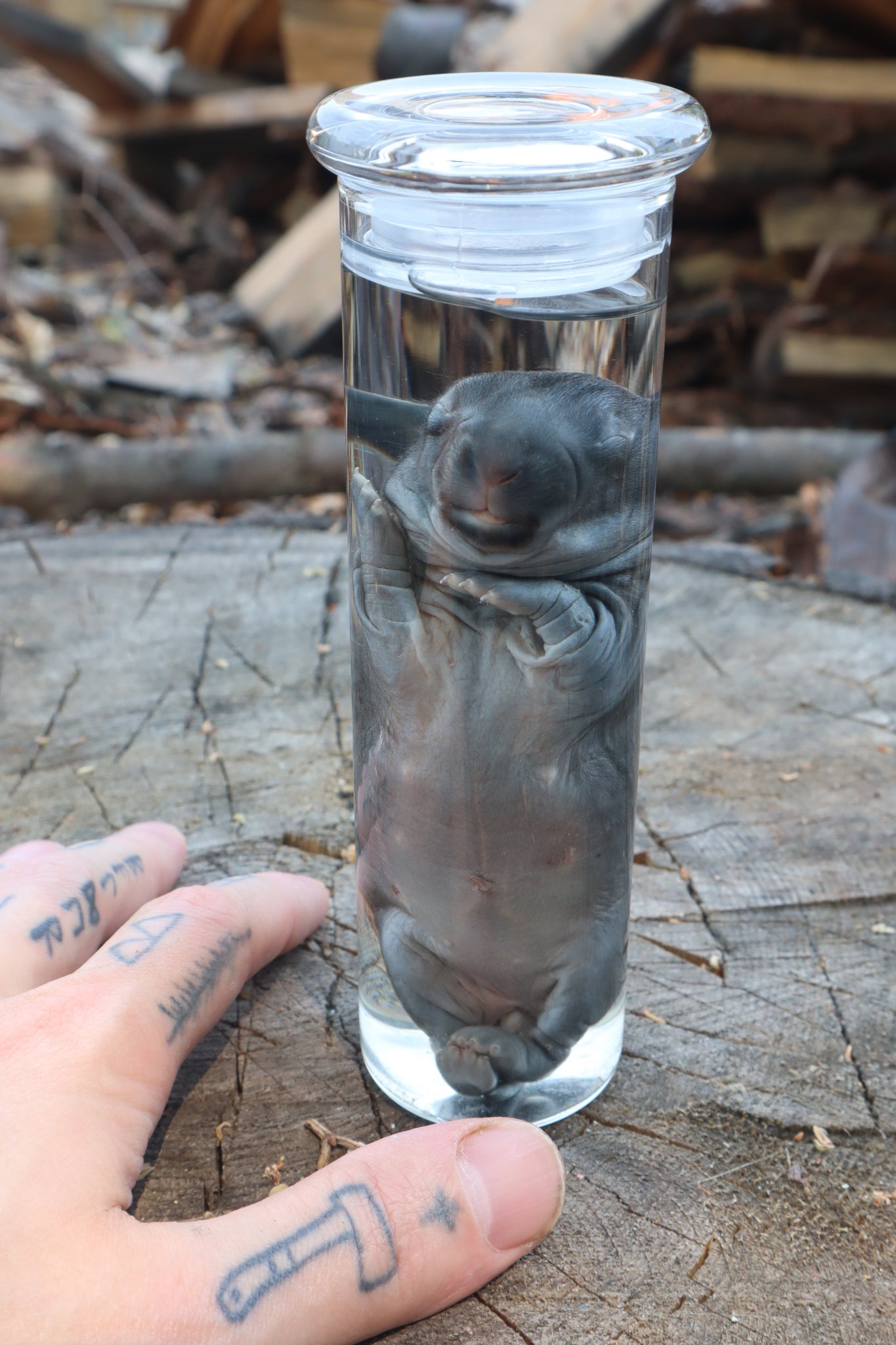 Baby Rabbit Wet Specimen