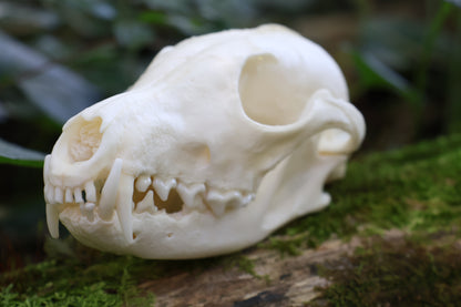 Geriatric Red Fox Skull