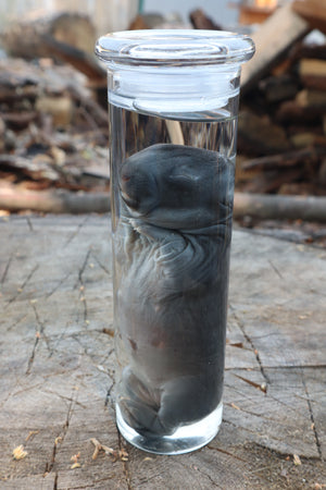 Baby Rabbit Wet Specimen