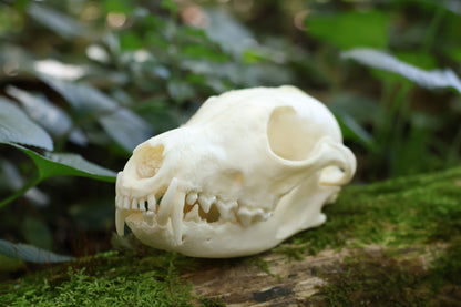 Geriatric Red Fox Skull