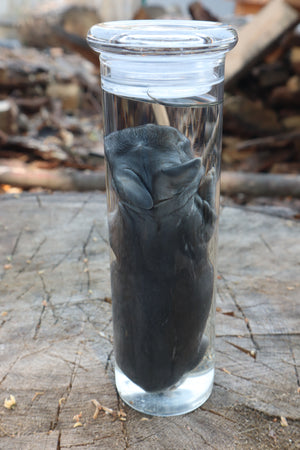 Baby Rabbit Wet Specimen