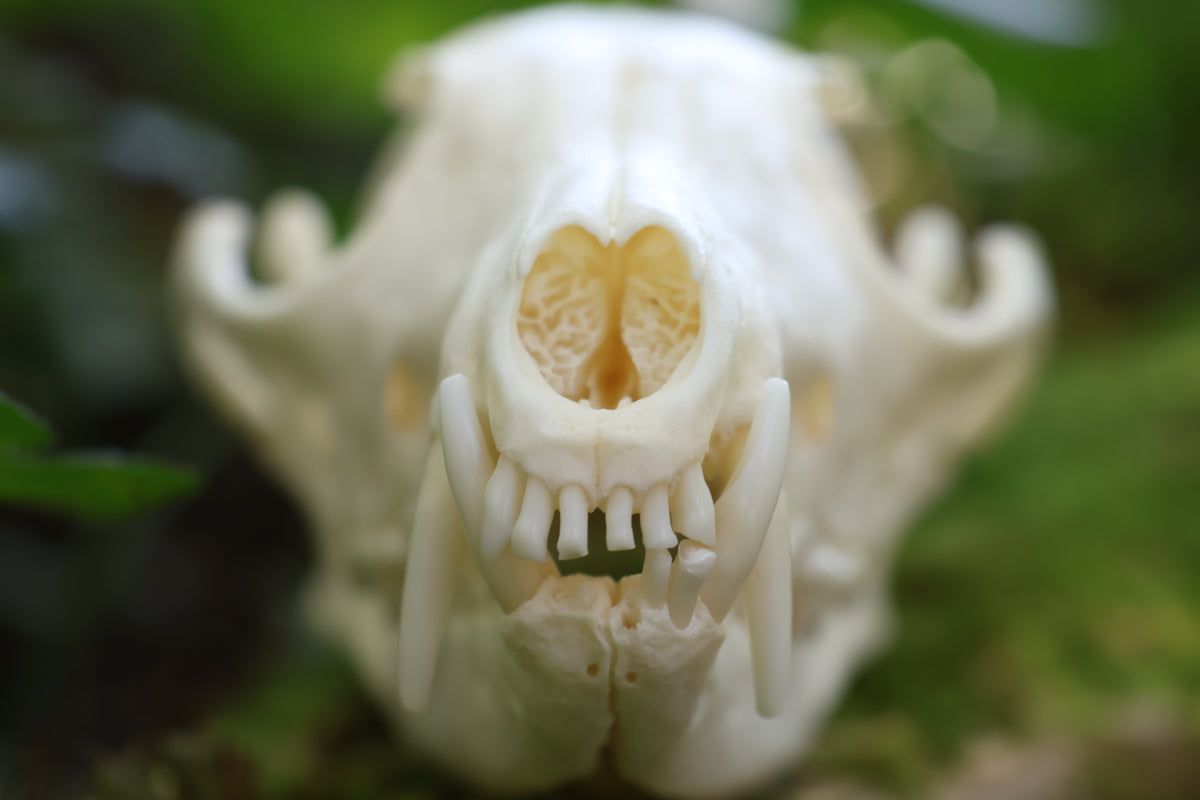 Geriatric Red Fox Skull
