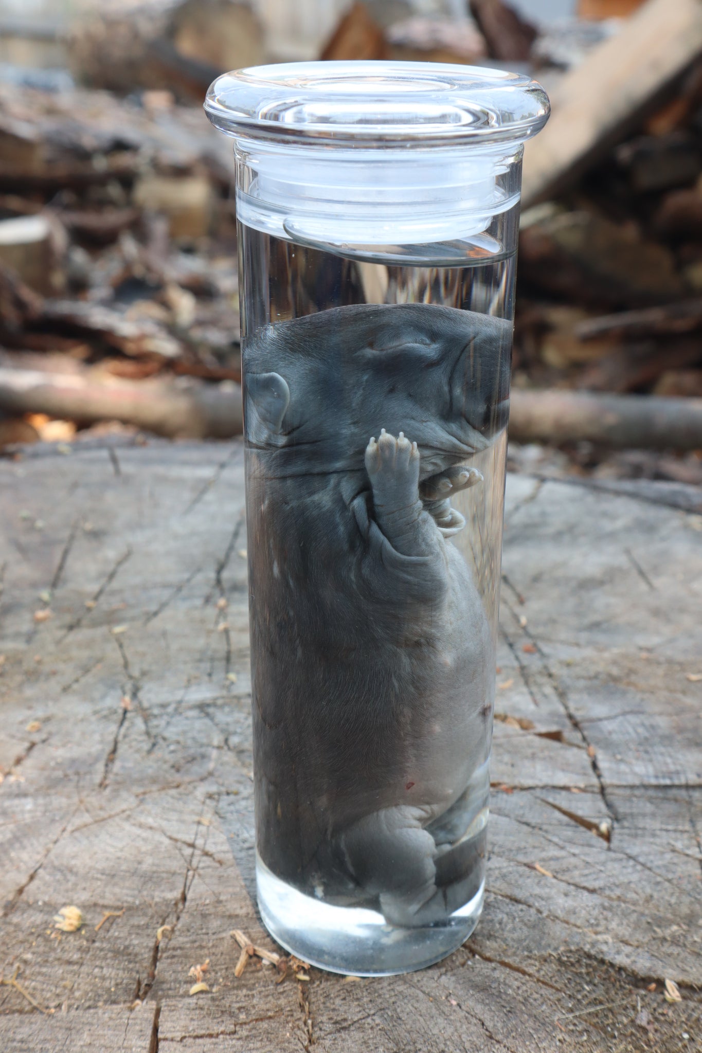 Baby Rabbit Wet Specimen