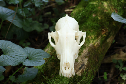 Geriatric Red Fox Skull