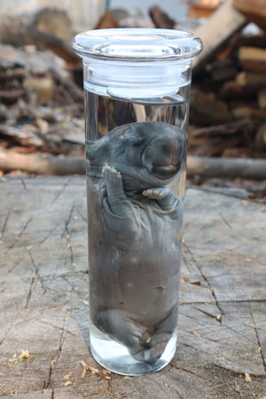 Baby Rabbit Wet Specimen