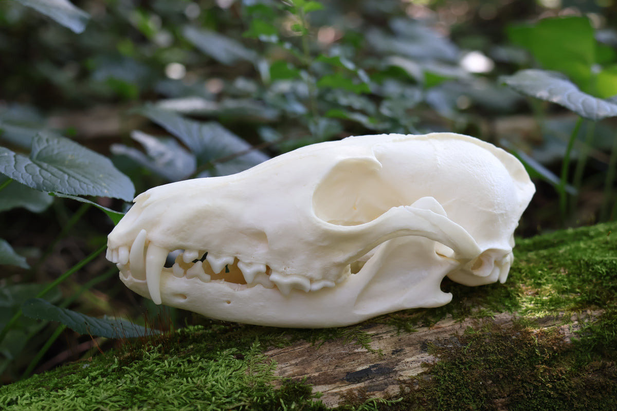 Geriatric Red Fox Skull