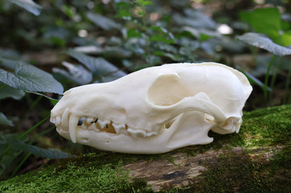 Geriatric Red Fox Skull