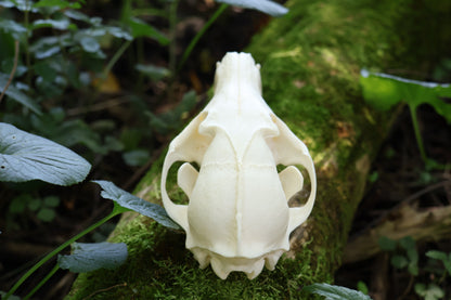 Geriatric Red Fox Skull