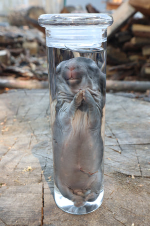 Baby Rabbit Wet Specimen