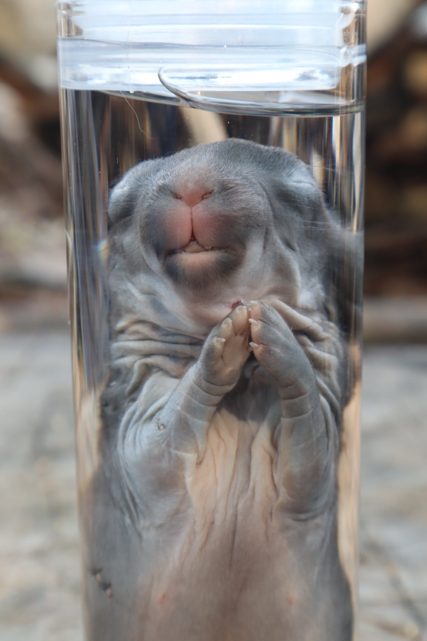 Baby Rabbit Wet Specimen