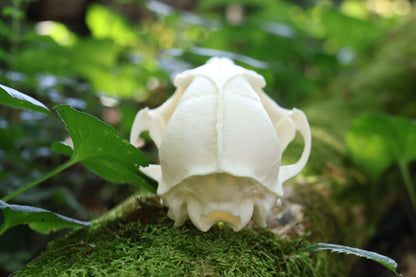 Geriatric Red Fox Skull