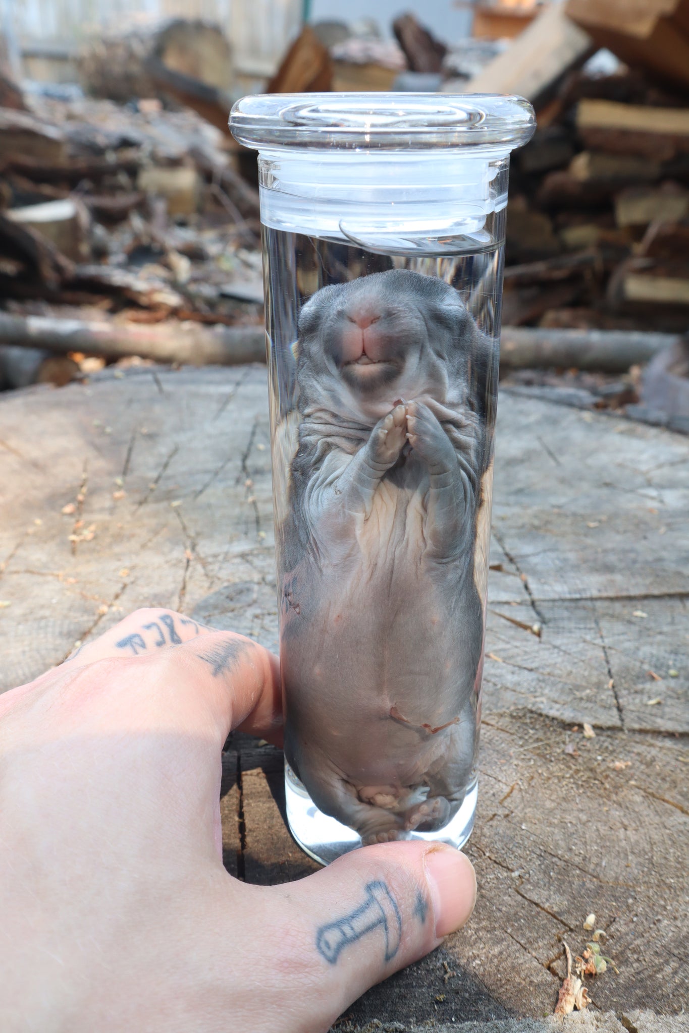 Baby Rabbit Wet Specimen