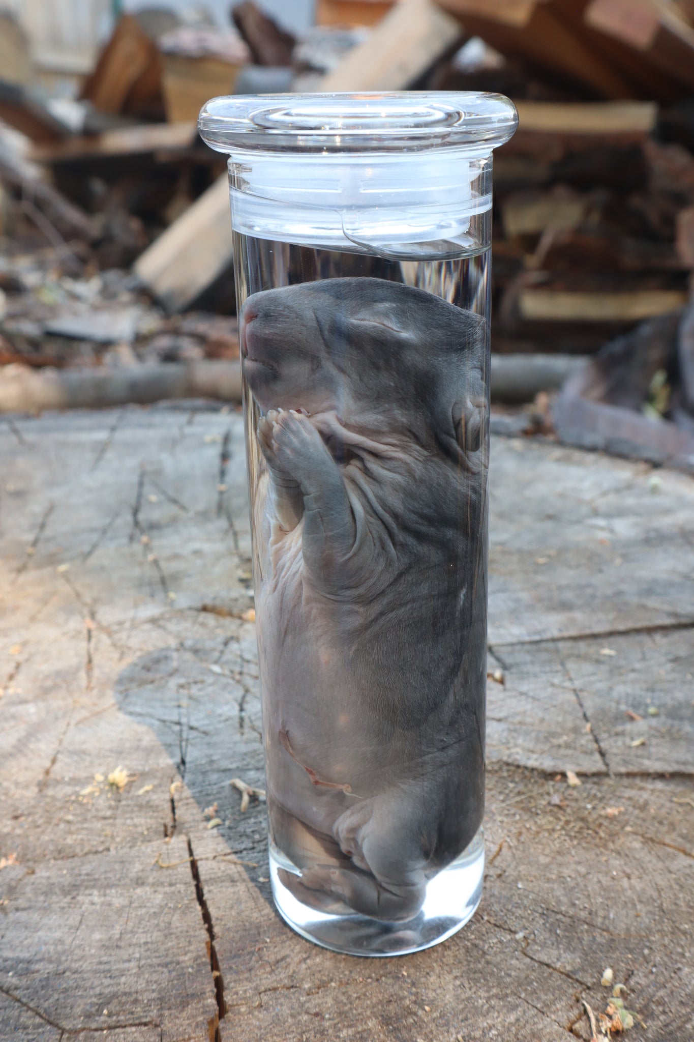 Baby Rabbit Wet Specimen