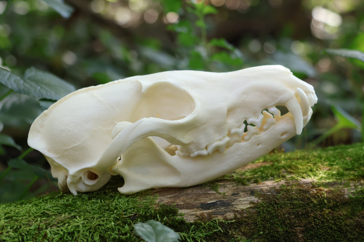 Geriatric Red Fox Skull