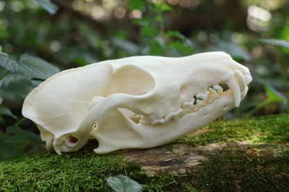 Geriatric Red Fox Skull
