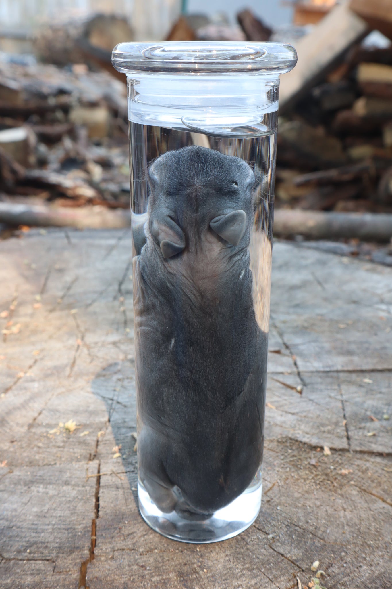 Baby Rabbit Wet Specimen