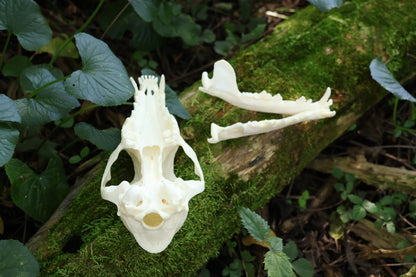 Geriatric Red Fox Skull