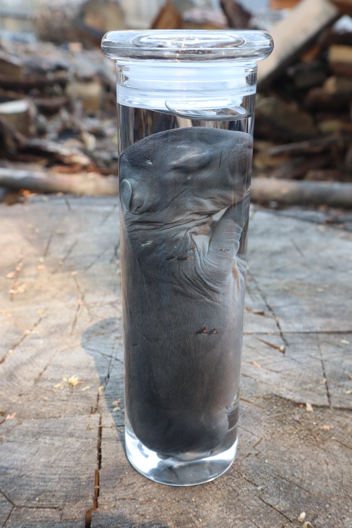 Baby Rabbit Wet Specimen