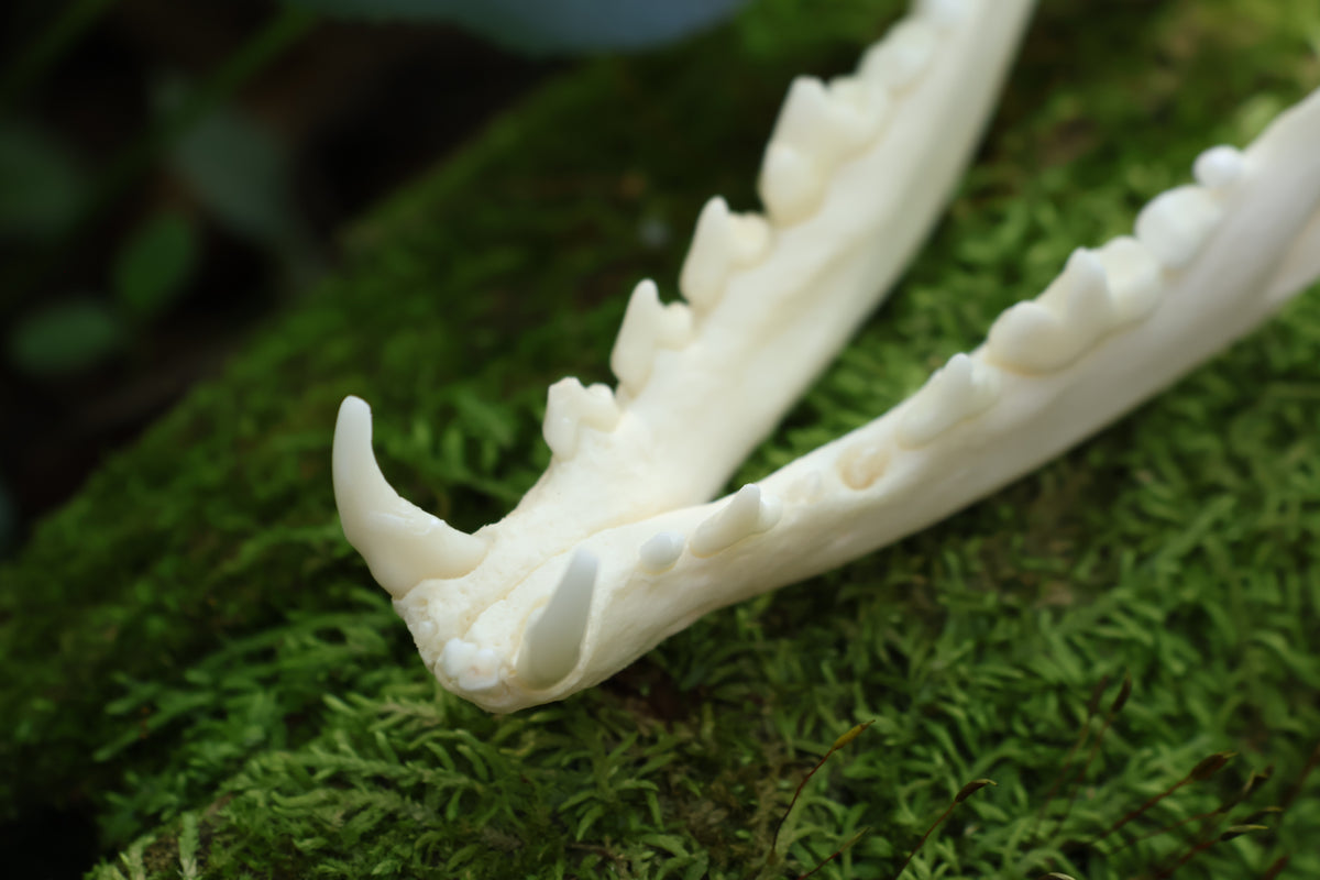 Geriatric Red Fox Skull