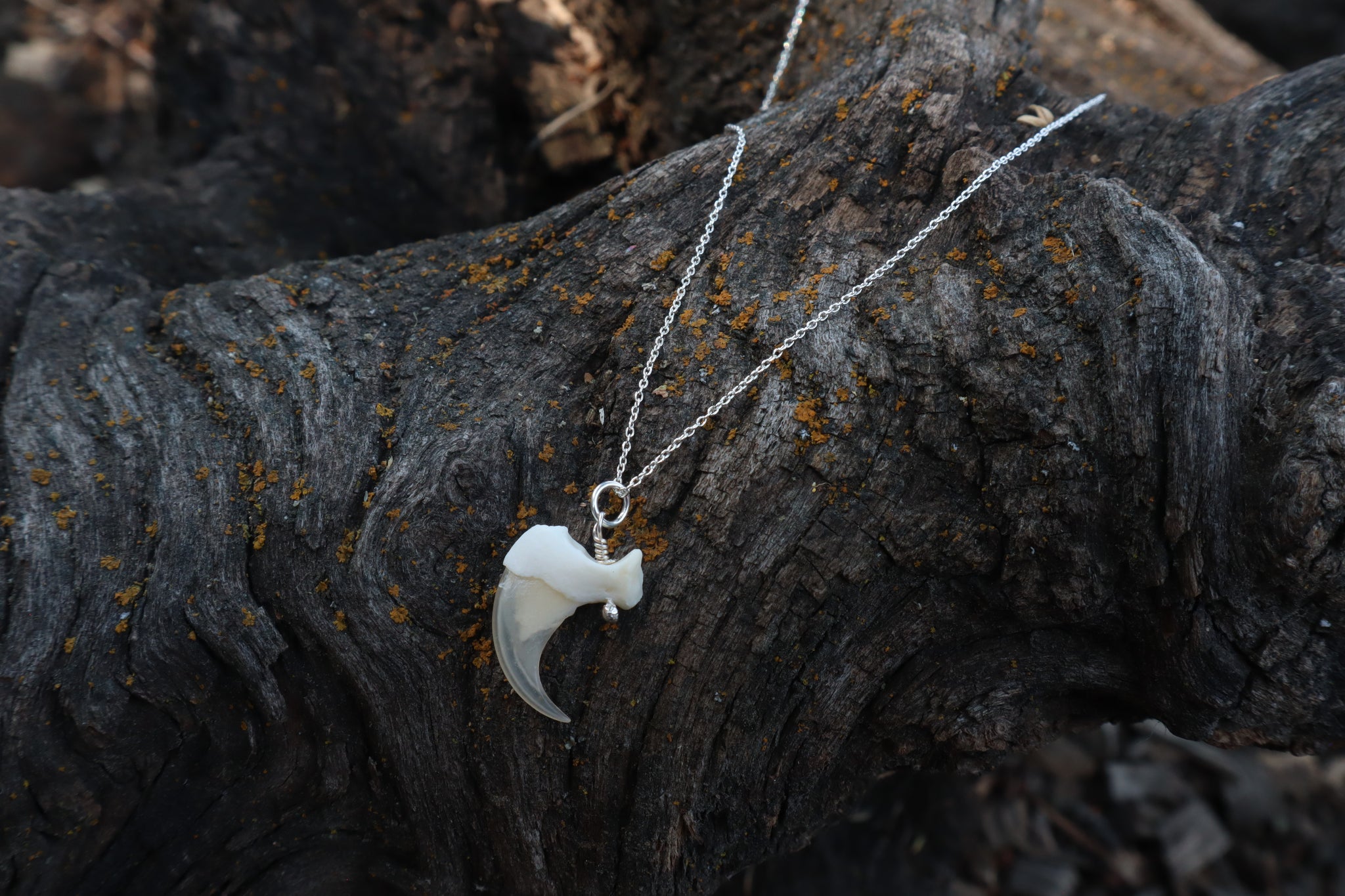 Bobcat Claw Necklace