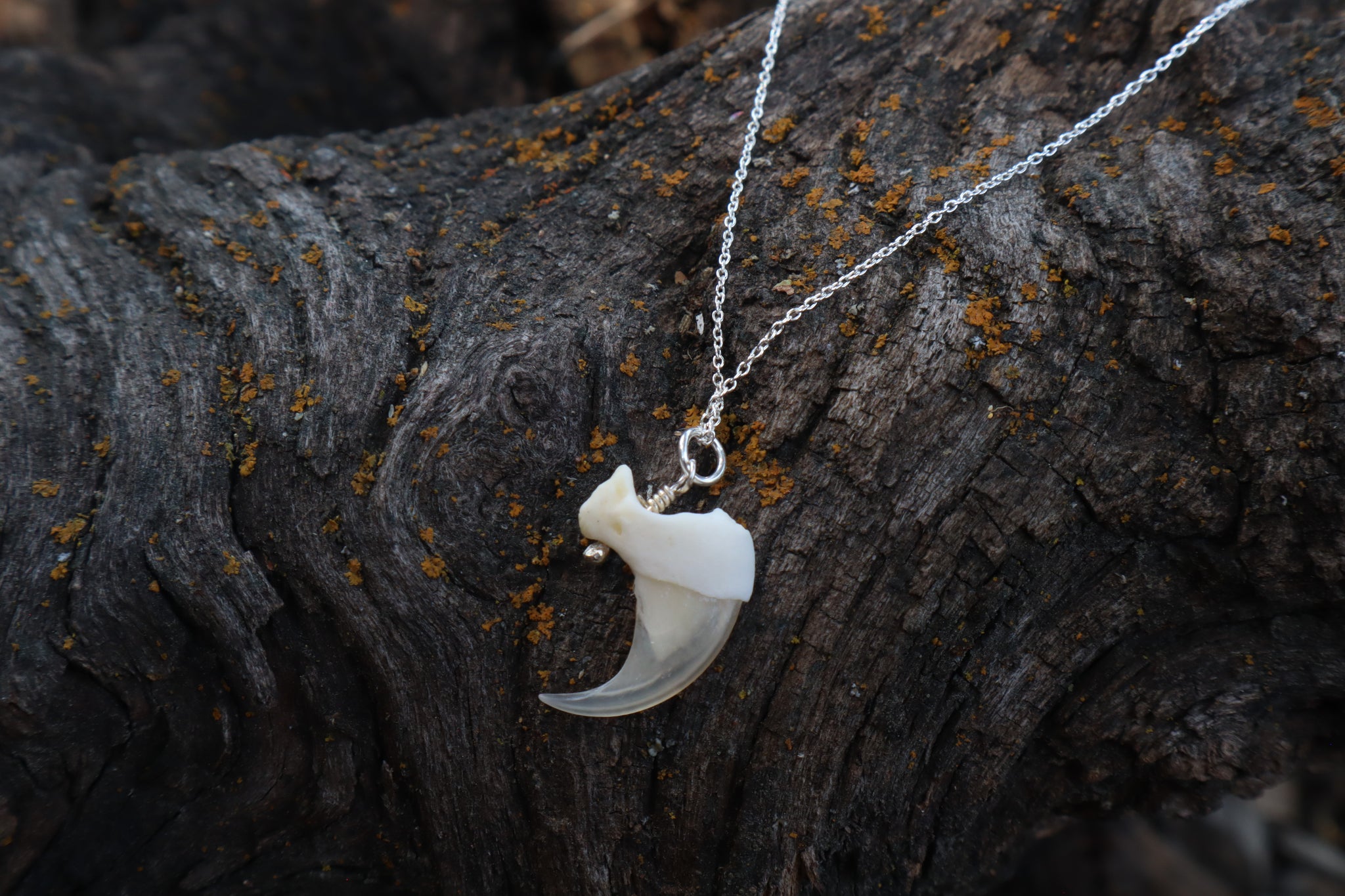 Bobcat Claw Necklace