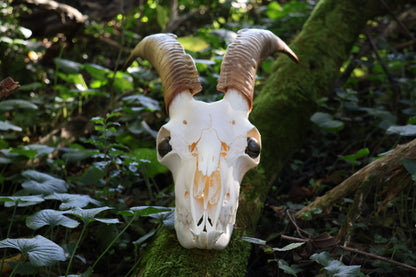 Horned Goat Skull with Dry Preserved Eyes