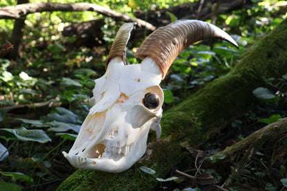 Horned Goat Skull with Dry Preserved Eyes