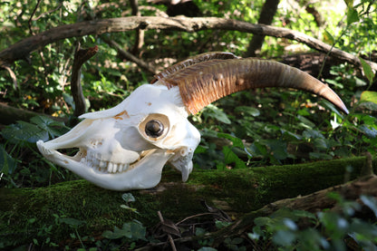 Horned Goat Skull with Dry Preserved Eyes