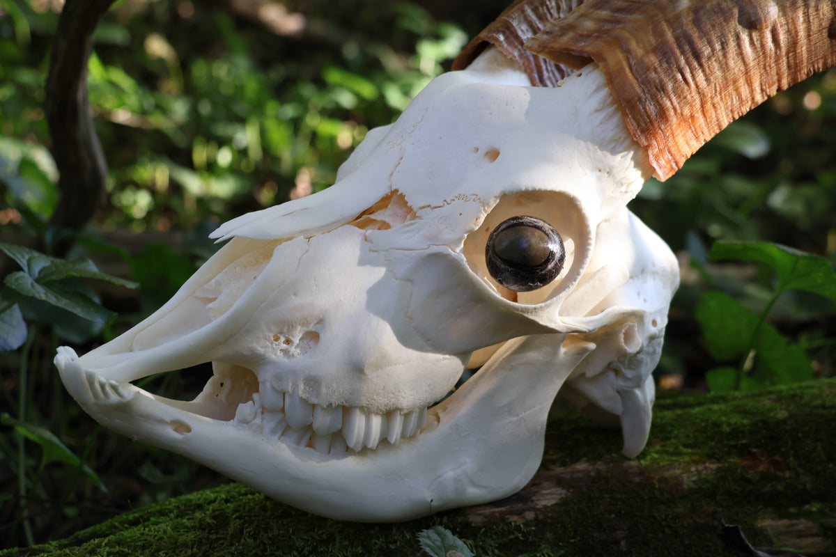 Horned Goat Skull with Dry Preserved Eyes